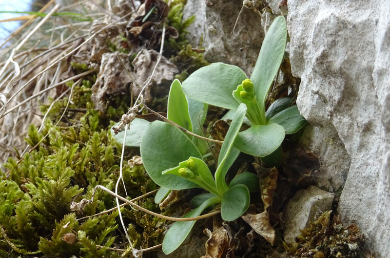 Primula auricula - Primulaceae